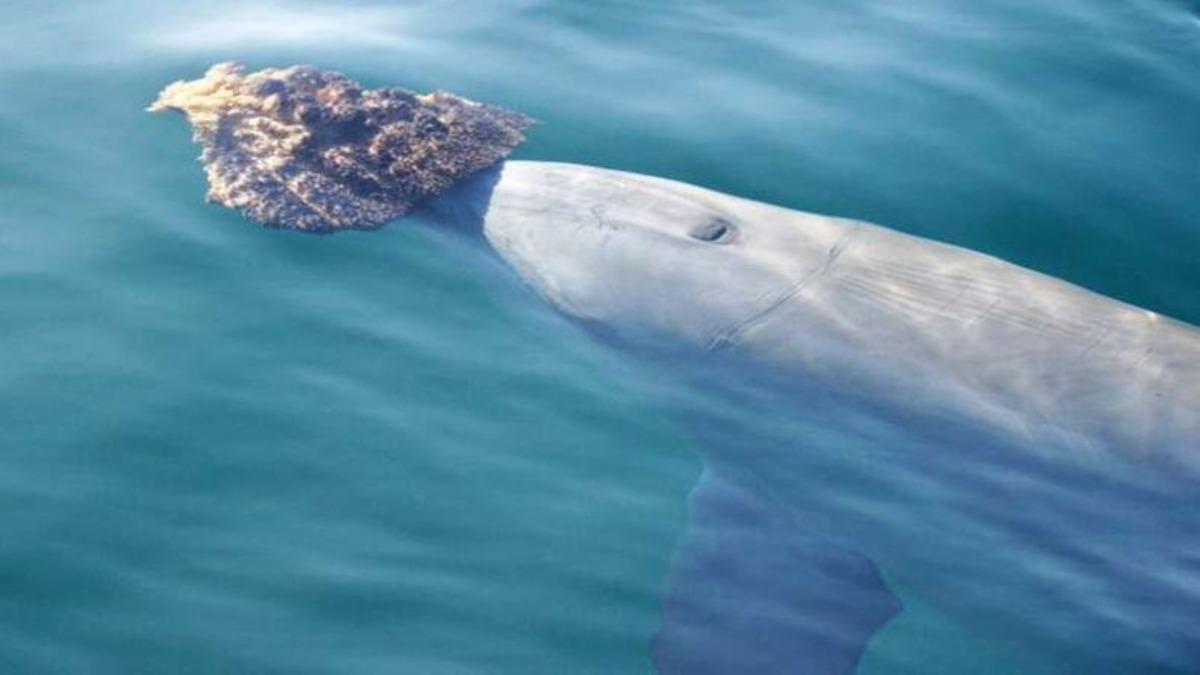 Yunuslar da İnsanlar Gibi Ortak İlgi Alanına Sahip Oldukları Arkadaşlar Seçiyor