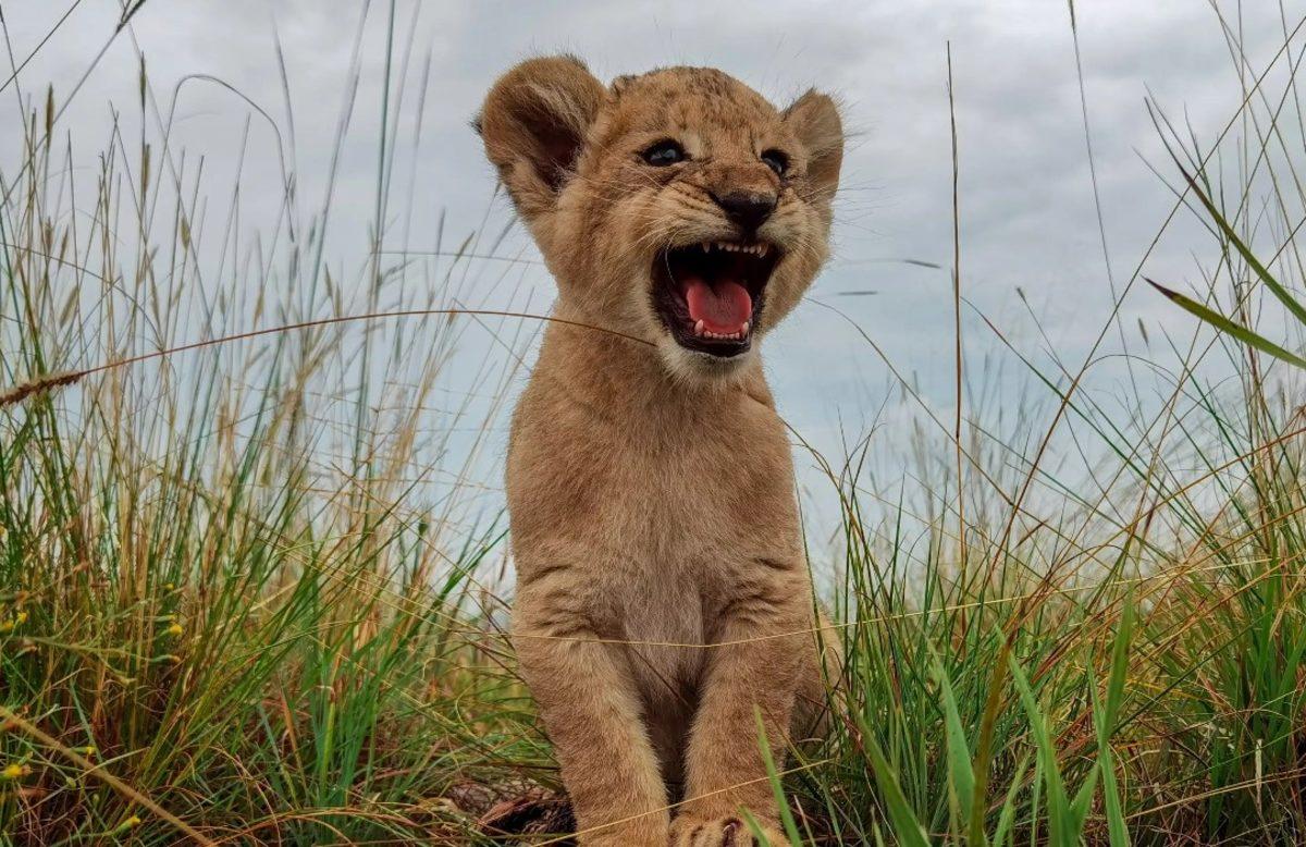 Huawei P40 Pro Tanıtıldı: Fiyatı ve Özellikleri Açıklandı