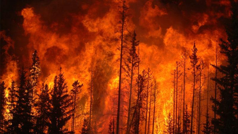 Bir Orman Yangının İçinden Çekilen Dehşet Verici Görüntüler (360 Derece Video)