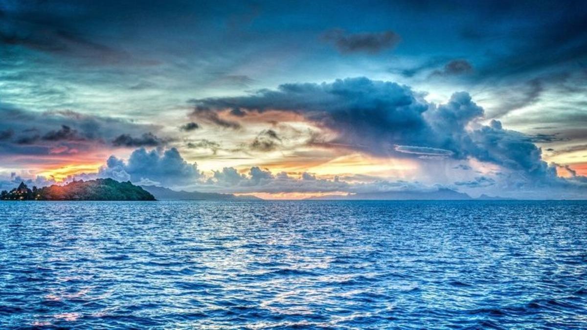 Okyanuslar Isındıkça Deniz Canlıları Kutuplara Doğru Gidiyor