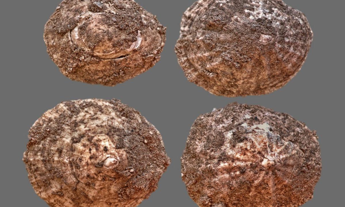 Neandertaller de Tıpkı Modern İnsanlar Gibi Deniz Ürünleri Tüketiyormuş