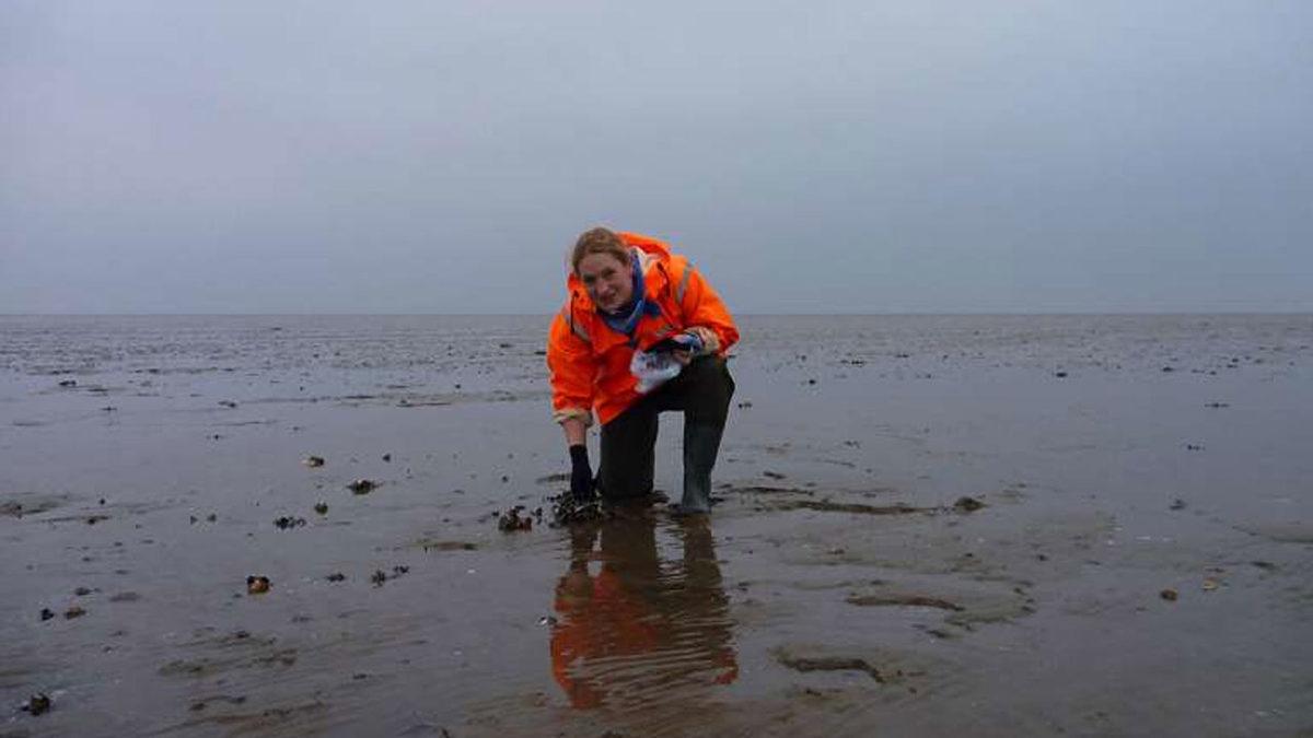 Deniz Hayvanlarının Sudaki Virüsleri Ortadan Kaldırdığı Keşfedildi