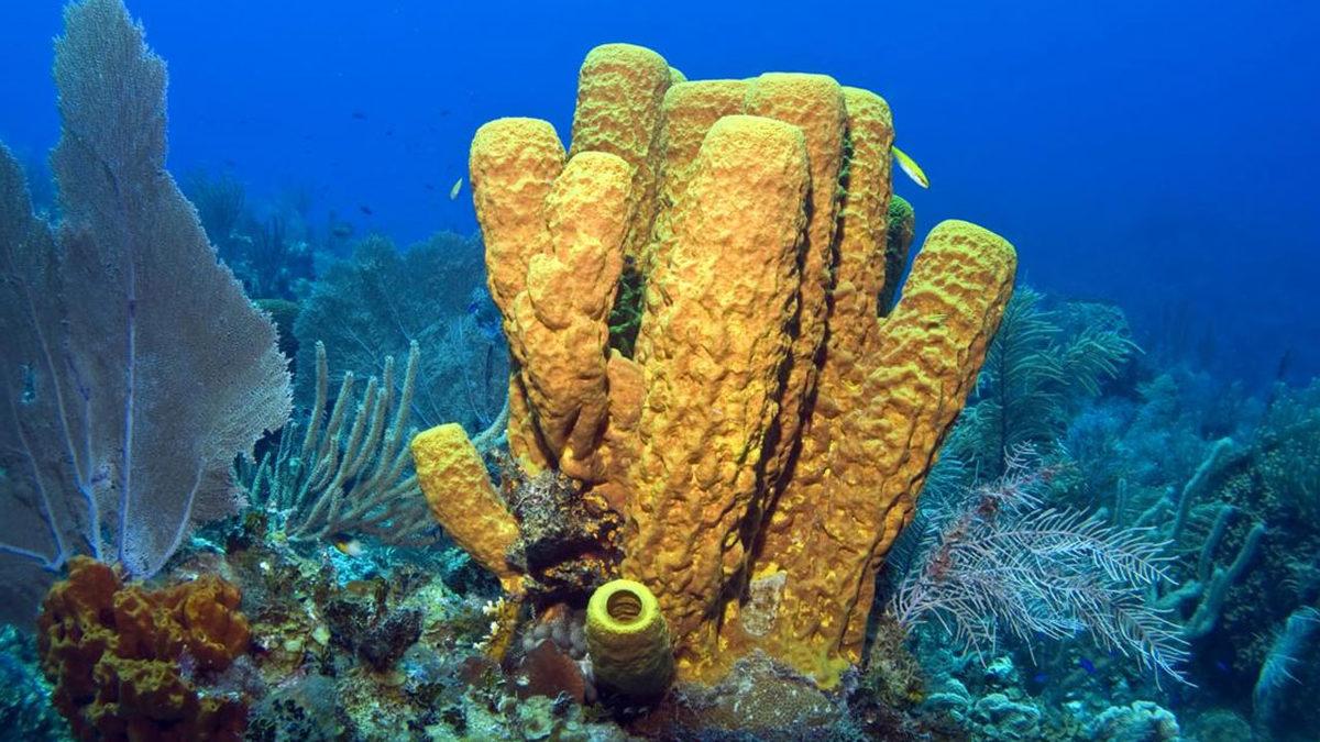 Deniz Hayvanlarının Sudaki Virüsleri Ortadan Kaldırdığı Keşfedildi