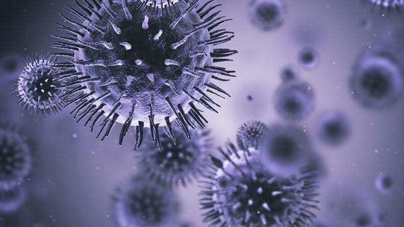 Deniz Hayvanlarının Sudaki Virüsleri Ortadan Kaldırdığı Keşfedildi