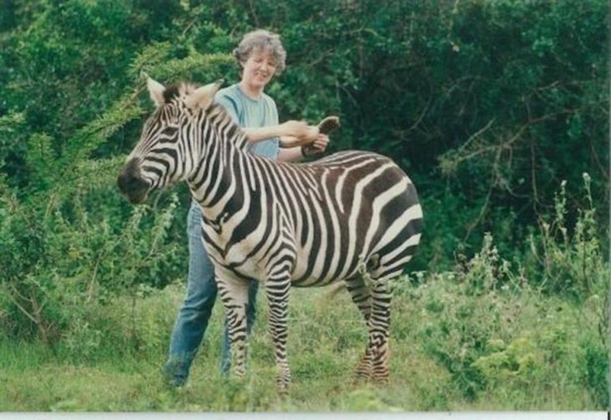 Yeni Bir Araştırma, Zebra Deseninin Asıl Görevini Ortaya Çıkardı