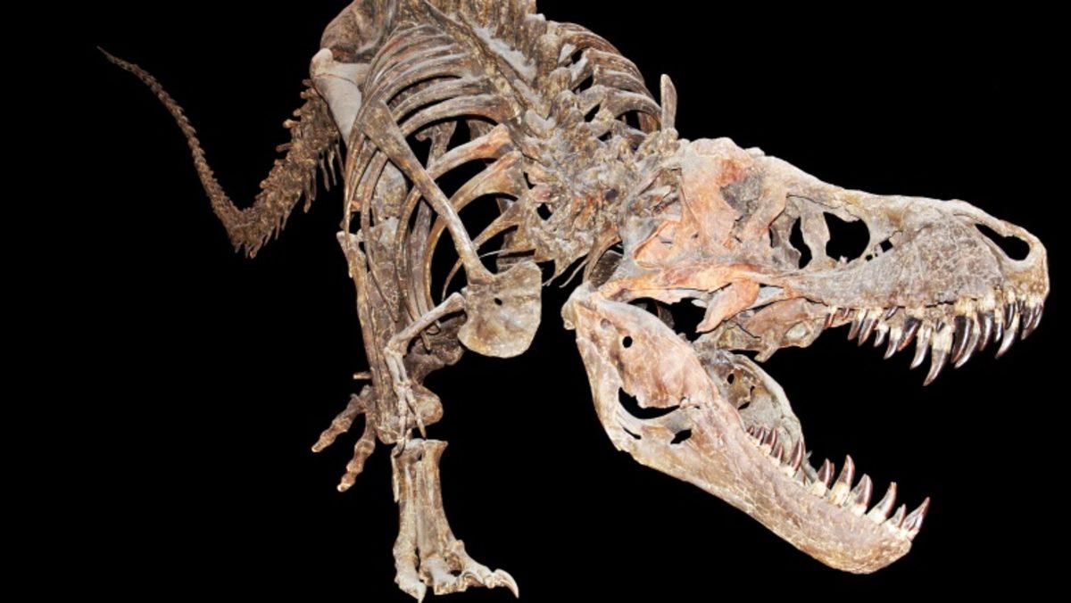 67 Milyon Yıllık Bir Dinozor Fosili Bulundu