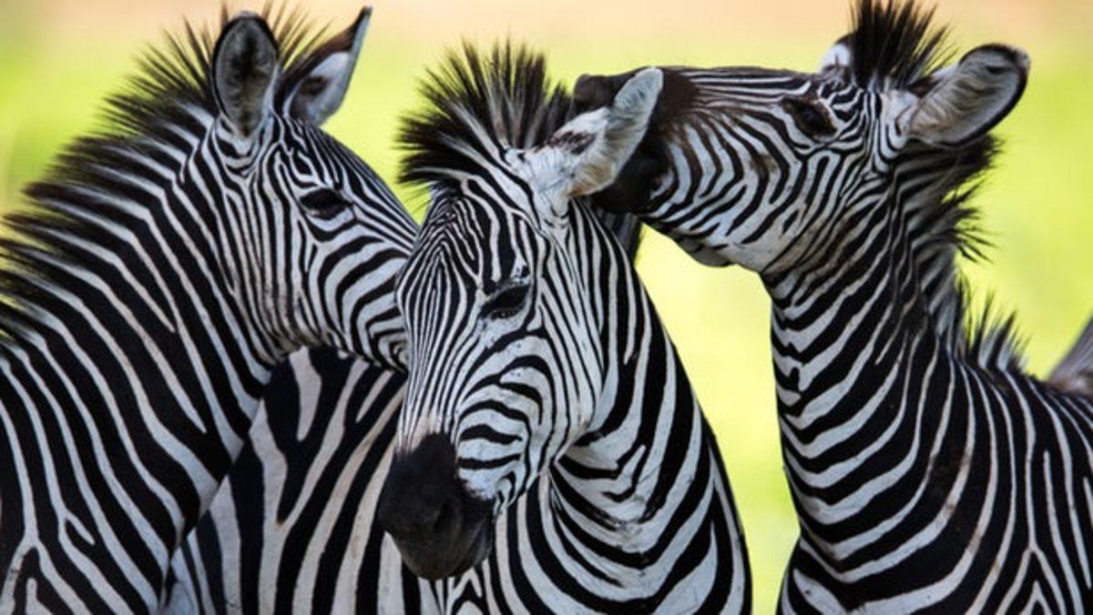 Yeni Bir Araştırma, Zebra Deseninin Asıl Görevini Ortaya Çıkardı