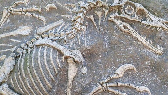 67 Milyon Yıllık Bir Dinozor Fosili Bulundu