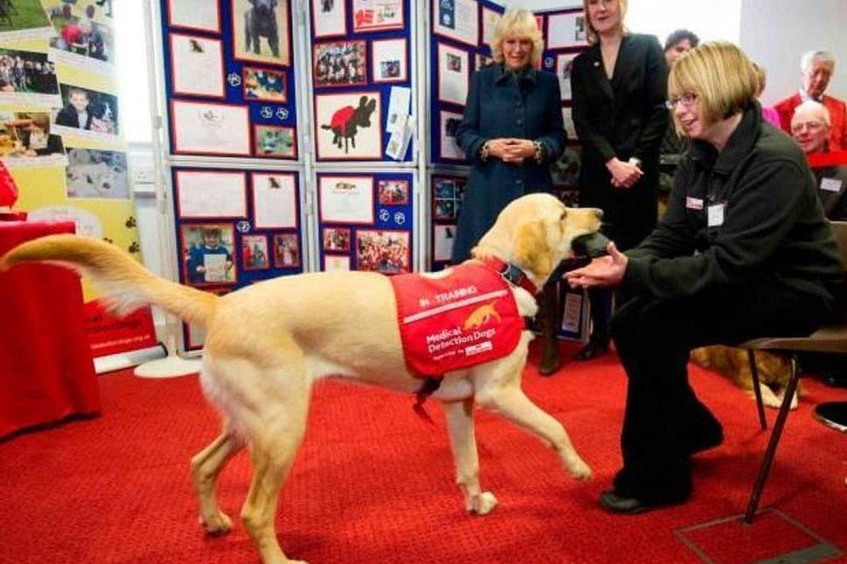 Köpeklerin 6 Haftalık Eğitimle Koronavirüsü Tespit Edebileceği Düşünülüyor