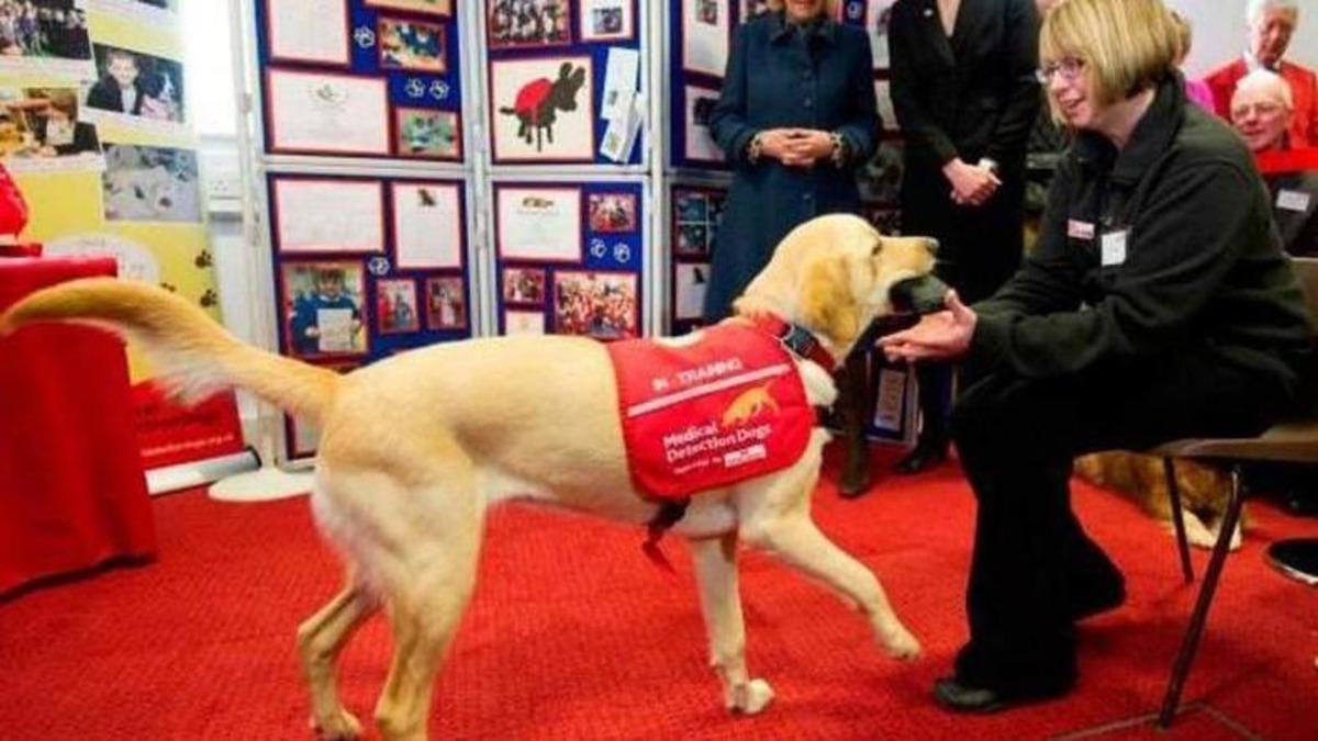 Köpeklerin 6 Haftalık Eğitimle Koronavirüsü Tespit Edebileceği Düşünülüyor