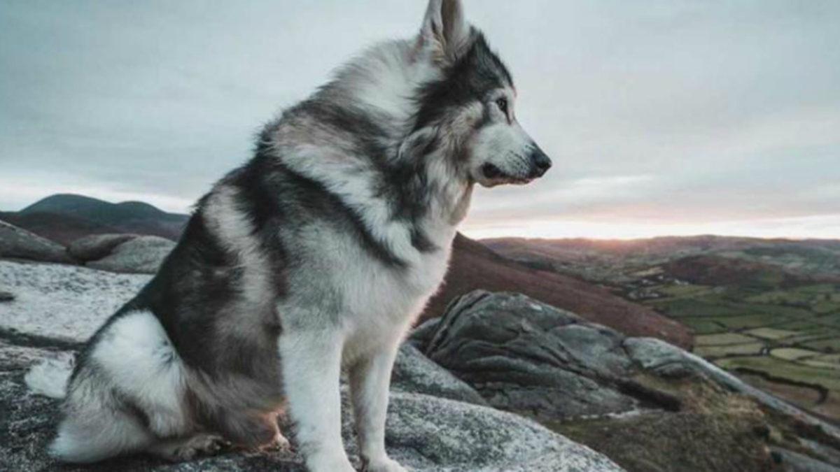 Game of Thrones’un Summer’ı Odin Köpek Kansere Yenik Düştü