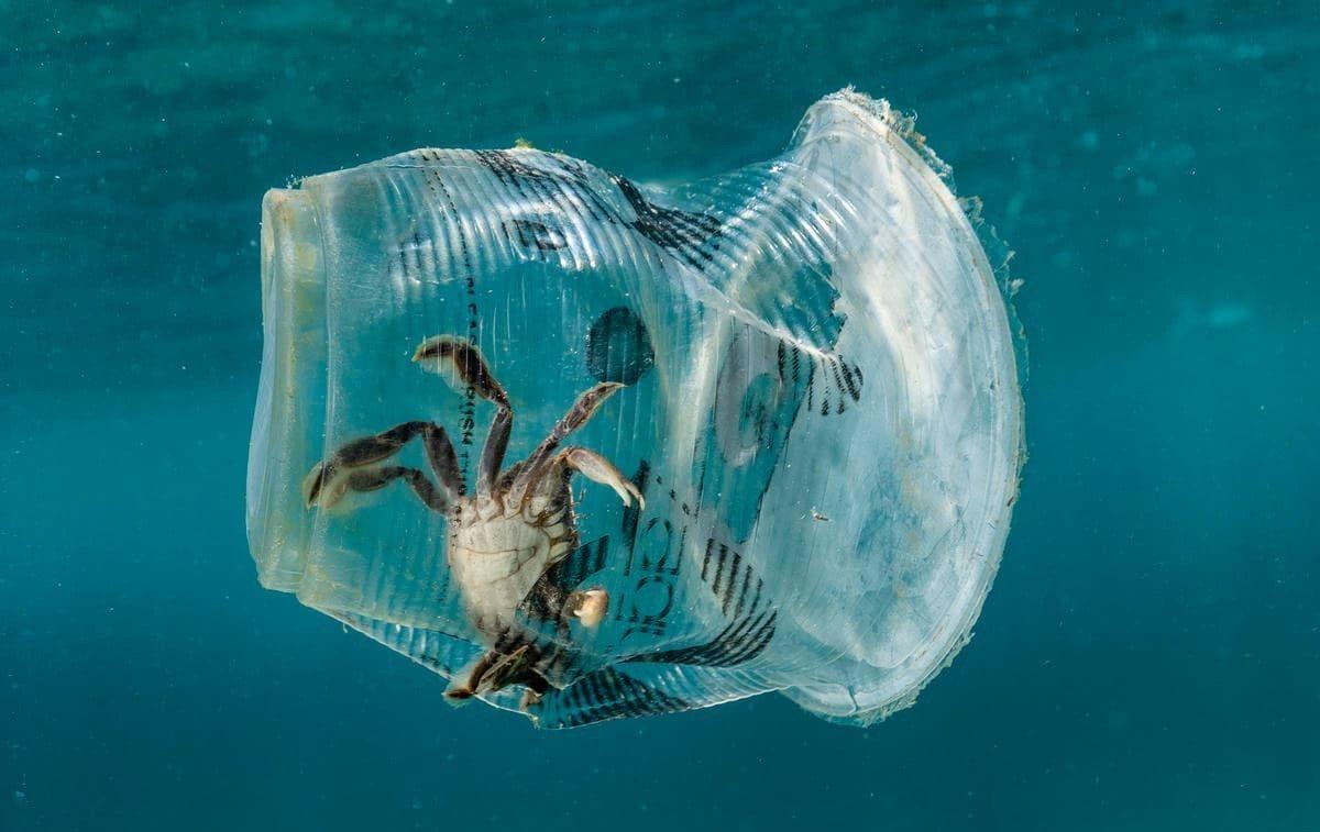 Plastik Yiyen Yeni Bir Bakteri Bulundu