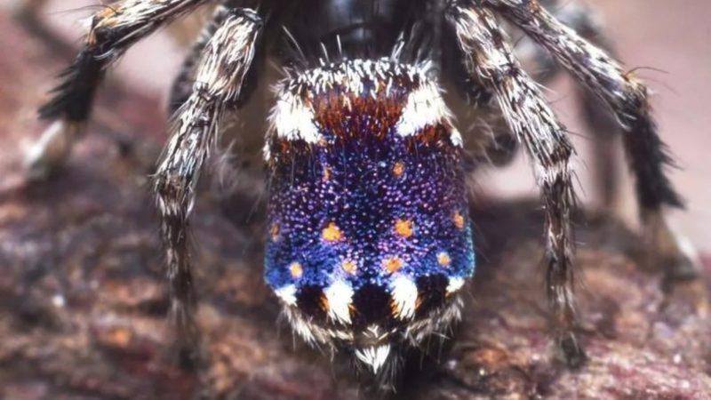 Hayatın Sanat Dokunuşları: Yıldızlı Gece Tablosunu Desenlerinde Taşıyan Örümcek