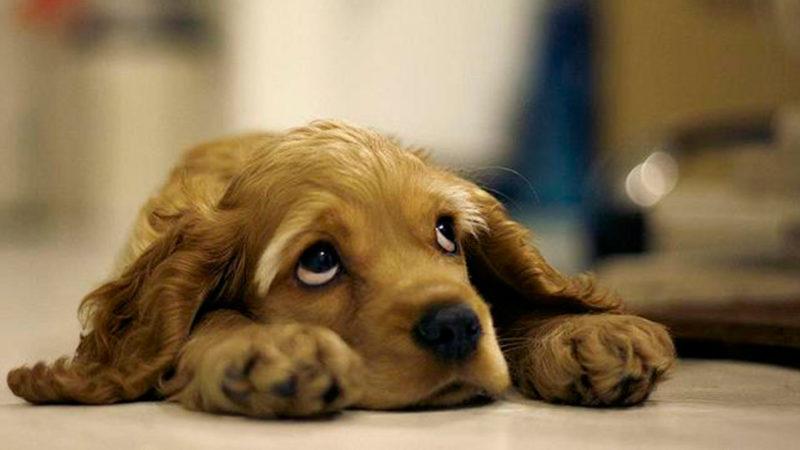 Köpeklerin Yüz Kaslarının İnsanlara Üzgün Görünmek İçin Evrimleştiği Keşfedildi