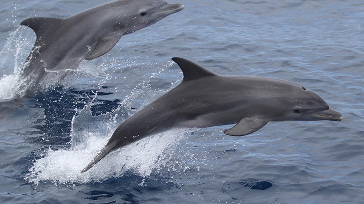 Beraber Hareket Eden Erkek Yunusların Birbirlerinin Çağrılarına Uydukları Keşfedildi