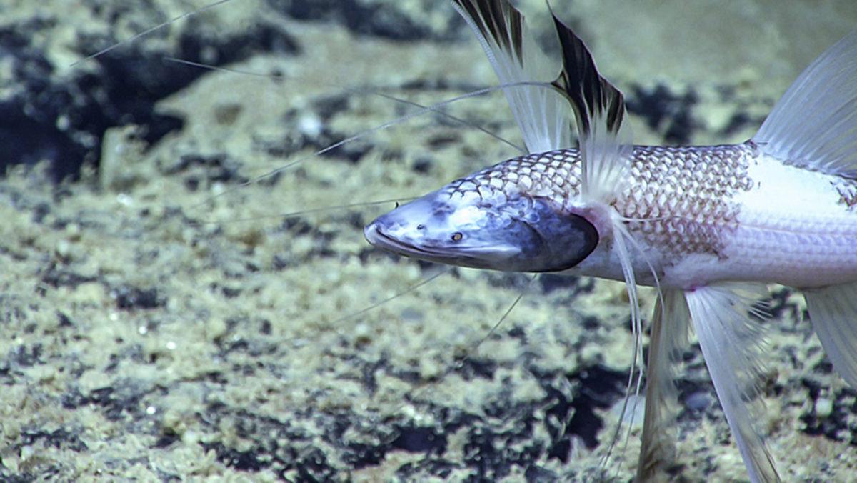 Bilim insanları, Derin Denizlerde Göç Eden Balıkları Gözlemlediler