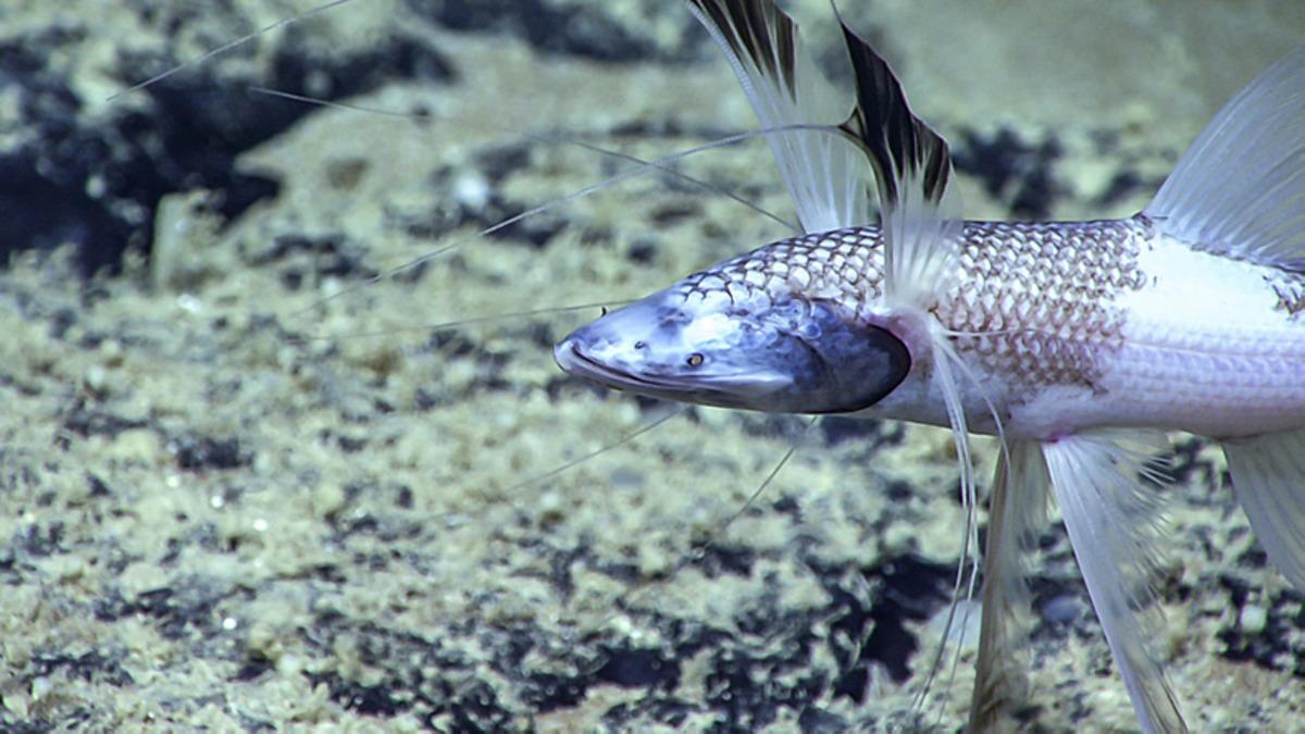 Bilim insanları, Derin Denizlerde Göç Eden Balıkları Gözlemlediler