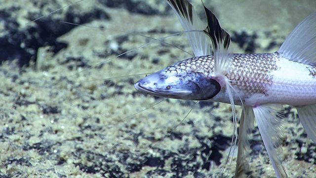 Bilim insanları, Derin Denizlerde Göç Eden Balıkları Gözlemlediler