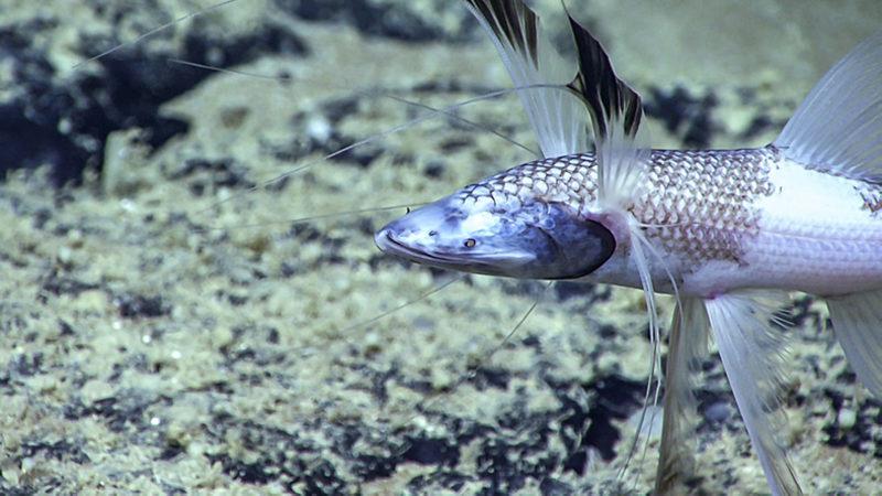 Bilim insanları, Derin Denizlerde Göç Eden Balıkları Gözlemlediler