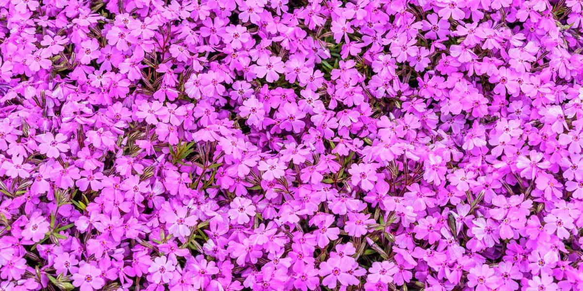 ’Pembe’ Süper Ay Bu Hafta Gerçekleşiyor