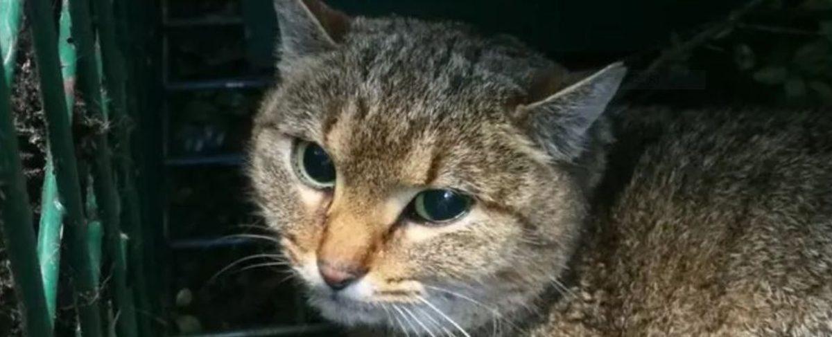 Araştırmacılara Göre Bu Gizemli Kedi-Tilki, Yeni Bir Canlı Türü Olabilir