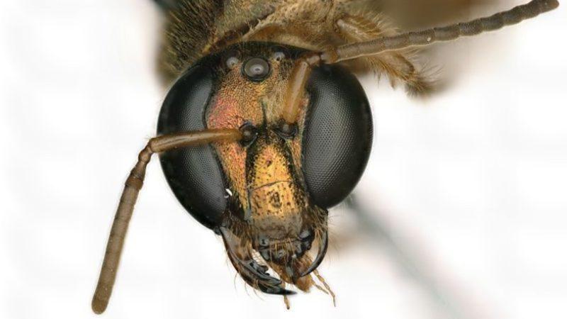 Vücudunun Yarısı Erkek Yarısı Dişi Olan Bir Arı Bulundu