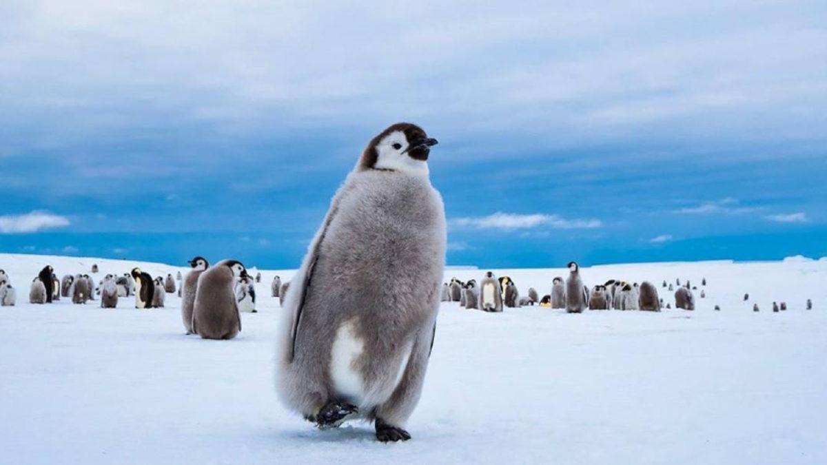 Antarktika’da 90 Milyon Yıl Öncesine Ait Yağmur Ormanı Keşfedildi