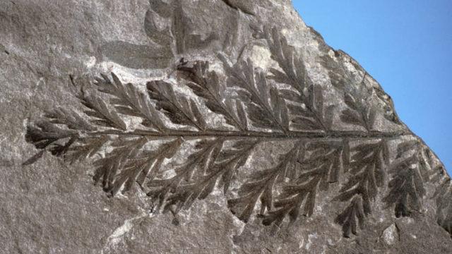 Antarktika’da 90 Milyon Yıl Öncesine Ait Yağmur Ormanı Keşfedildi