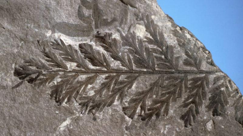 Antarktika’da 90 Milyon Yıl Öncesine Ait Yağmur Ormanı Keşfedildi