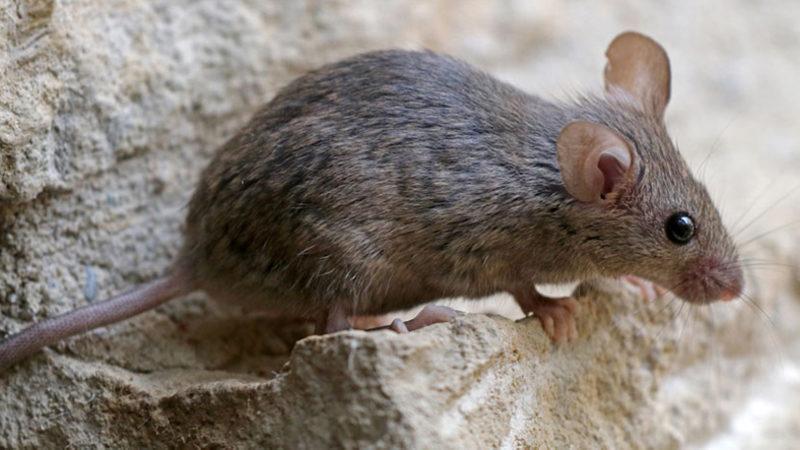 Bilim İnsanları, Farelerin Duygularına Göre Yüz İfadelerini Değiştirdiğini Keşfetti