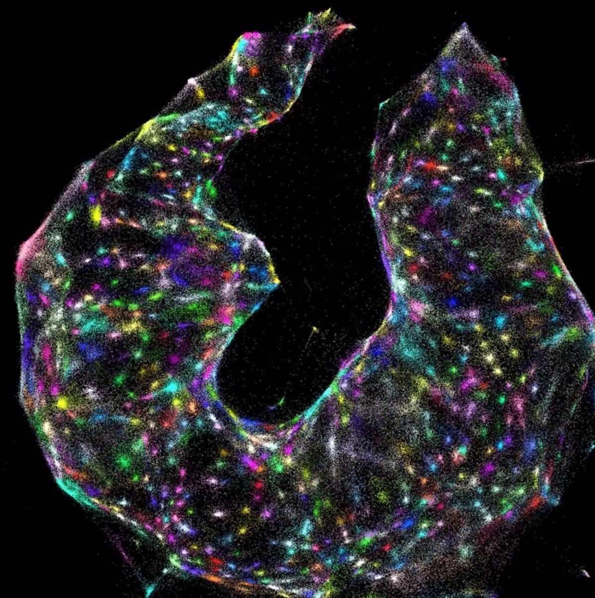 Yeni DNA Mikroskobu, Nebulaları Andıran İlginç Görüntüler Ortaya Koydu