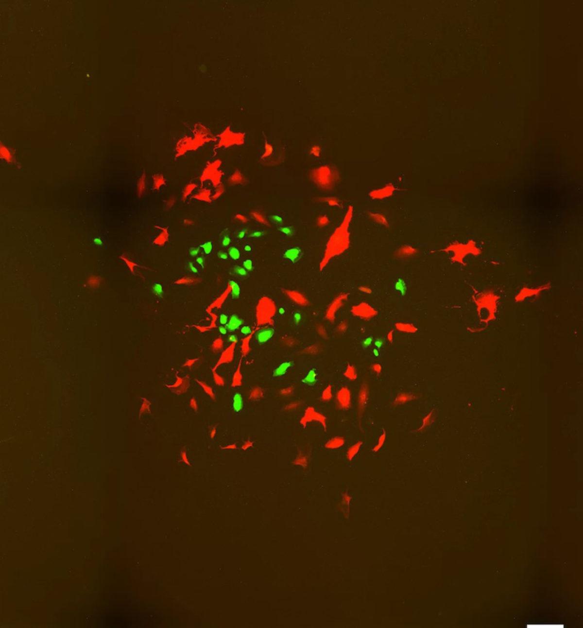 Yeni DNA Mikroskobu, Nebulaları Andıran İlginç Görüntüler Ortaya Koydu