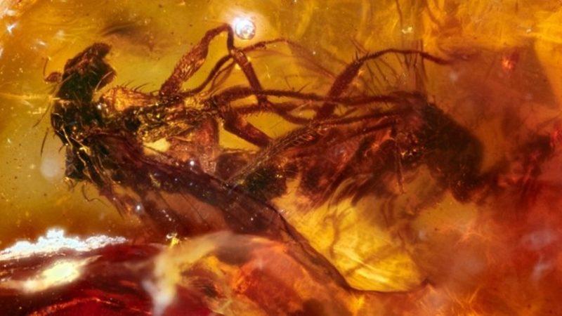 Araştırmacılar, 40 Milyon Yıl Önce Çiftleşen İki Sineğin Fosillerini Buldu