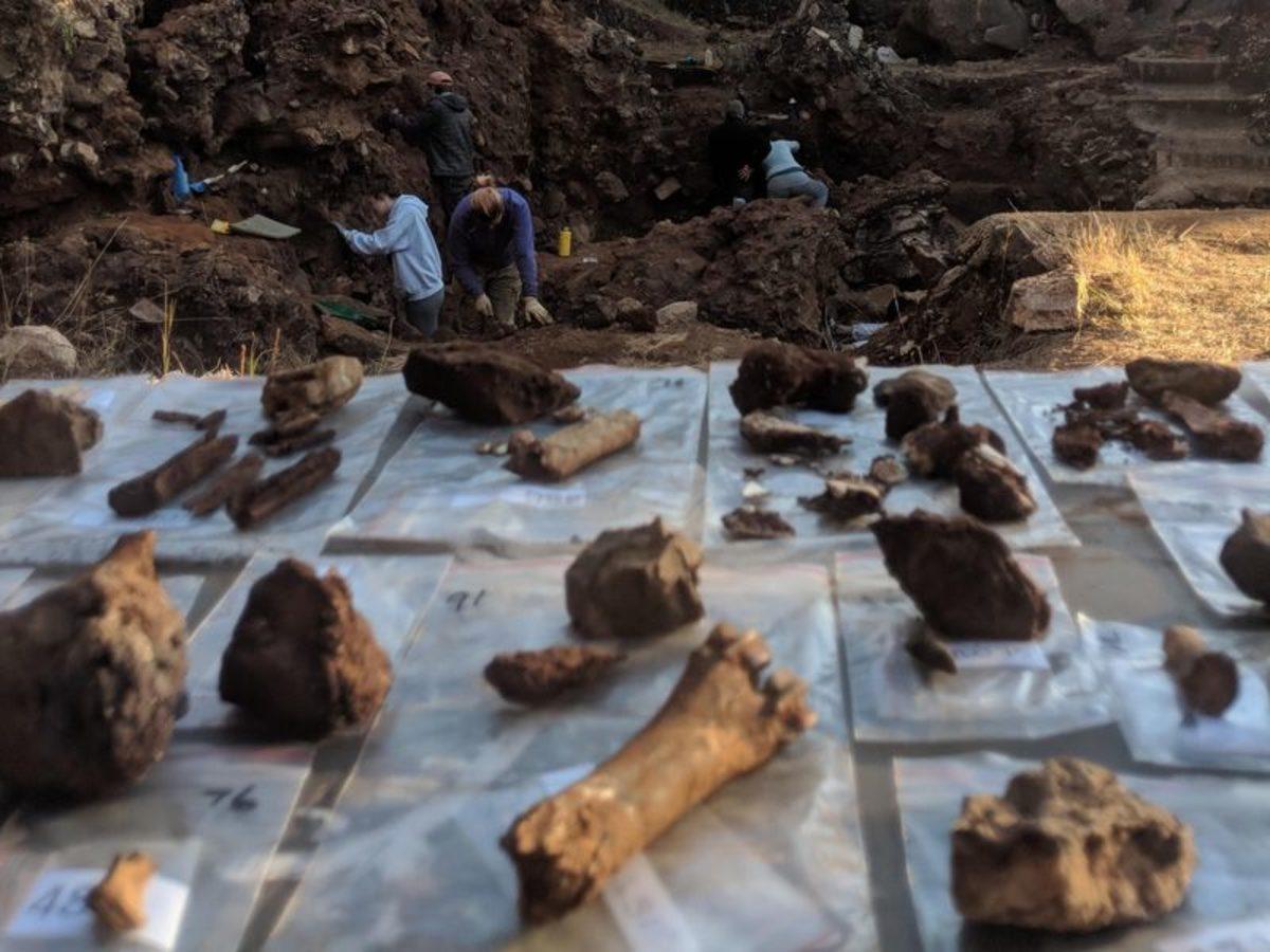 Üç Farklı Erken İnsan Türünün Güney Afrika’da Birlikte Yaşadığını Gösteren Araştırma