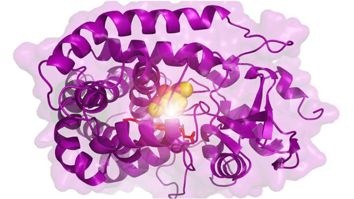 Bitkisel Atıklardan Dayanıklı Ürünler Elde Edilmesine Yarayan Bir Enzim Geliştirildi