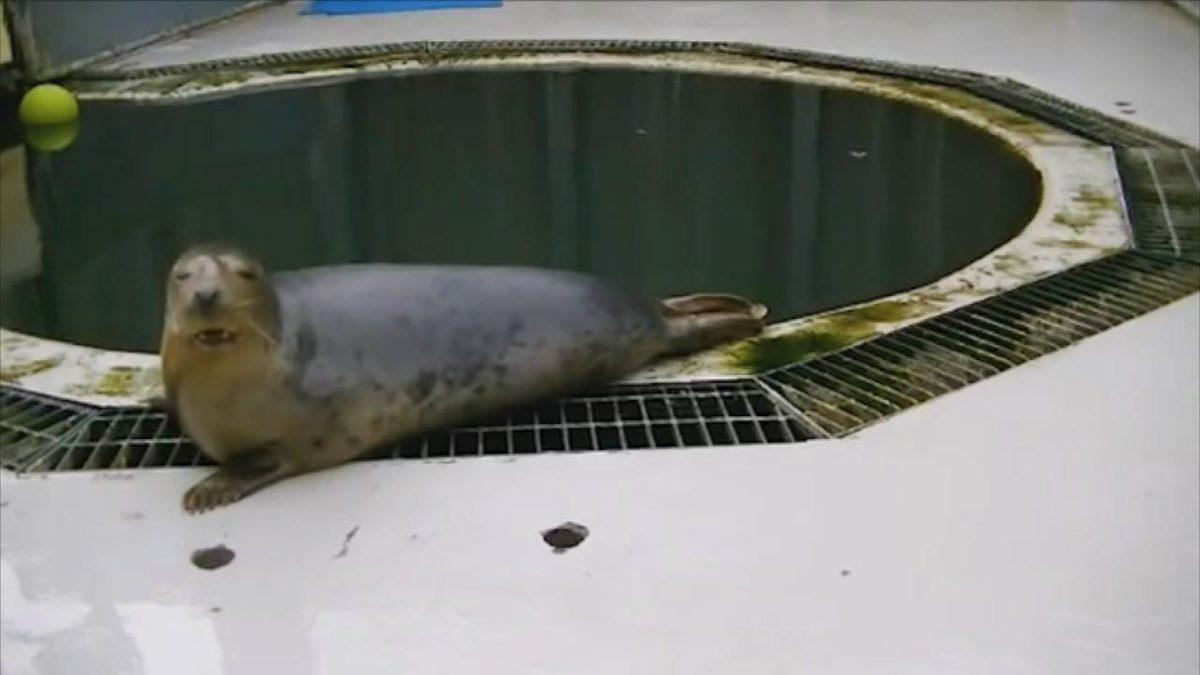 Araştırmacılar, Foklara Star Wars Marşını Öğretti (Video)