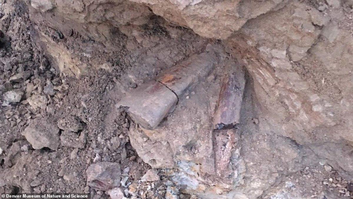 İnşaat Kazısında Milyonlarca Yıllık Dinozor Kemikleri Bulundu