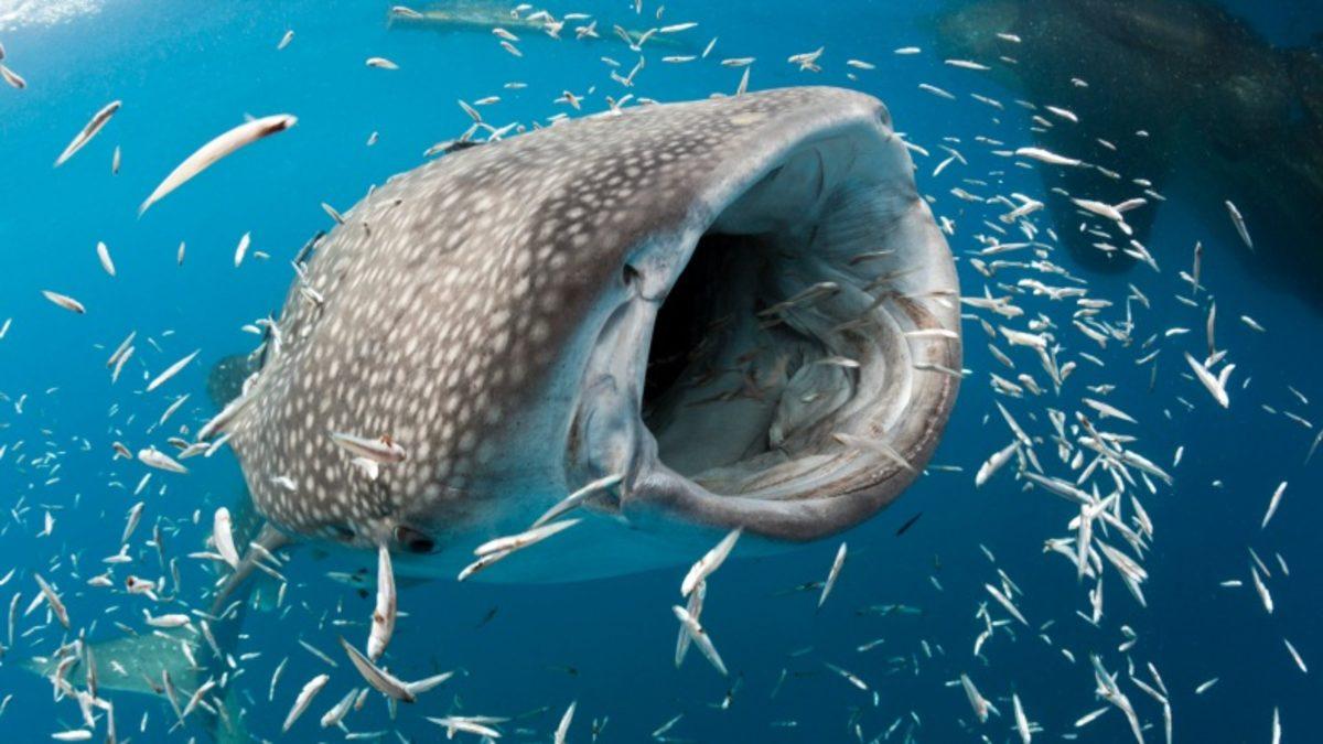 Araştırmacılar, Karbon-14 Yöntemi ile Bir Balina Köpek Balığının Yaşını Tayin Etti