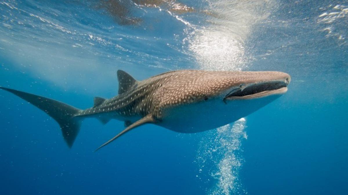 Araştırmacılar, Karbon-14 Yöntemi ile Bir Balina Köpek Balığının Yaşını Tayin Etti