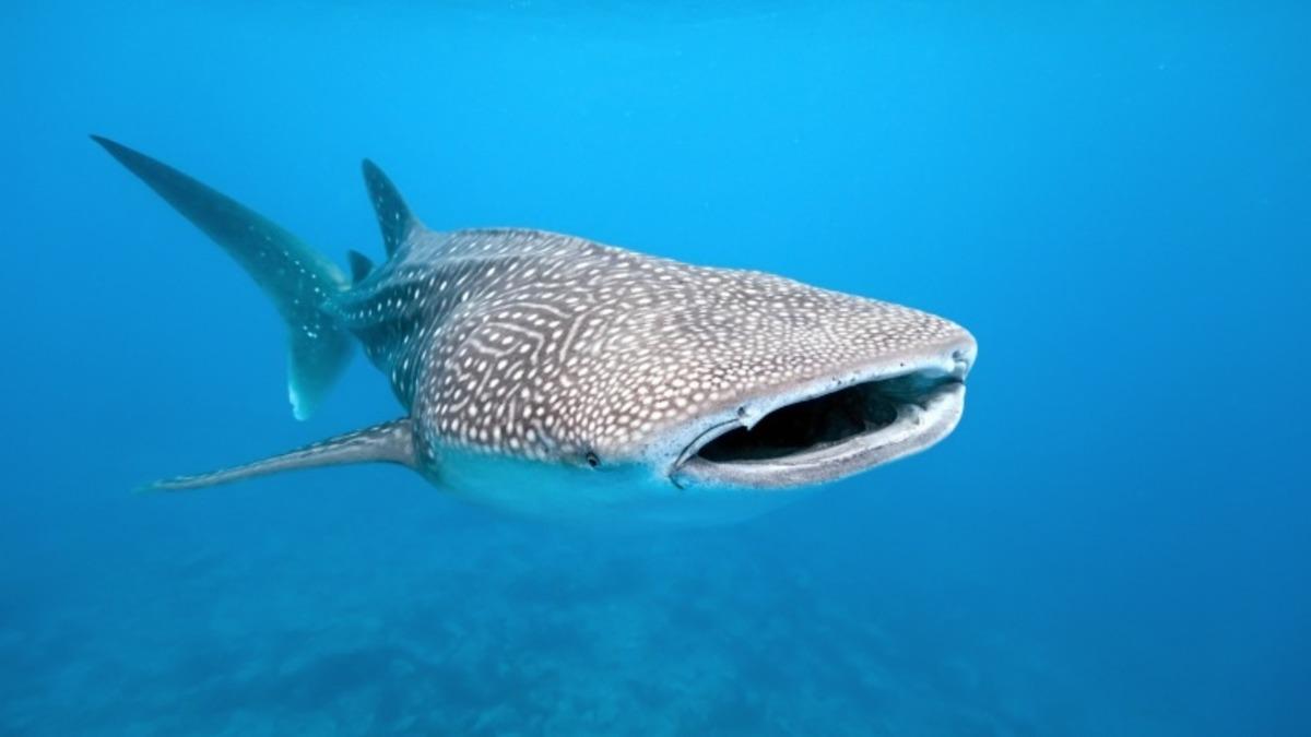 Araştırmacılar, Karbon-14 Yöntemi ile Bir Balina Köpek Balığının Yaşını Tayin Etti