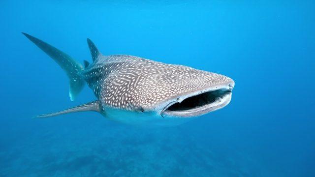 Araştırmacılar, Karbon-14 Yöntemi ile Bir Balina Köpek Balığının Yaşını Tayin Etti