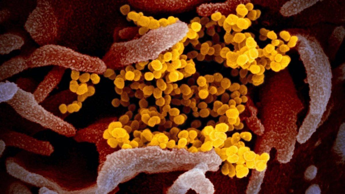 Araştırmacılar, Koronavirüsün Zayıf Noktasını Bulmuş Olabilir
