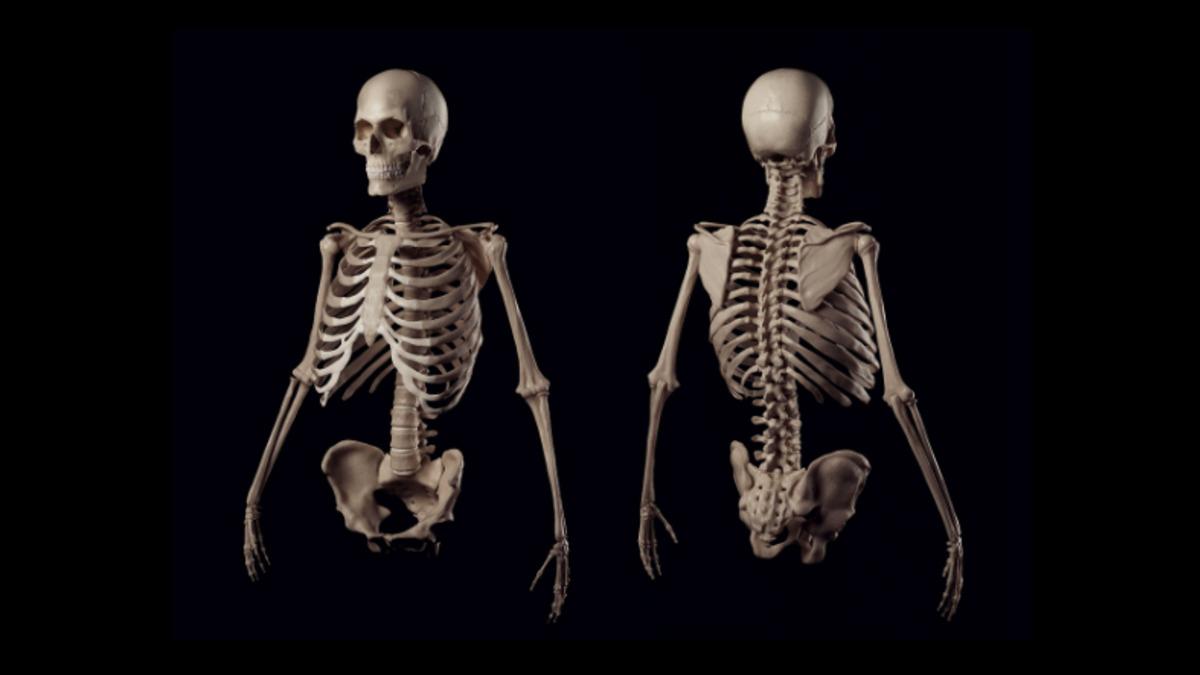 Araştırmacılar, Dünyanın İlk Dijital İnsan İskeletini Oluşturdu