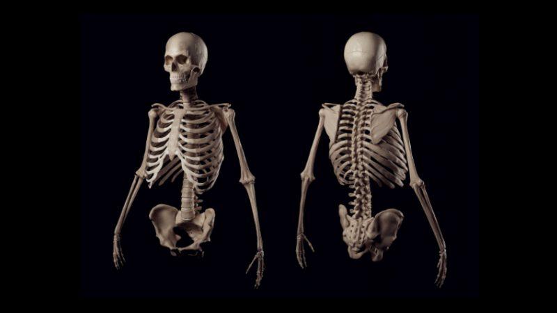 Araştırmacılar, Dünyanın İlk Dijital İnsan İskeletini Oluşturdu