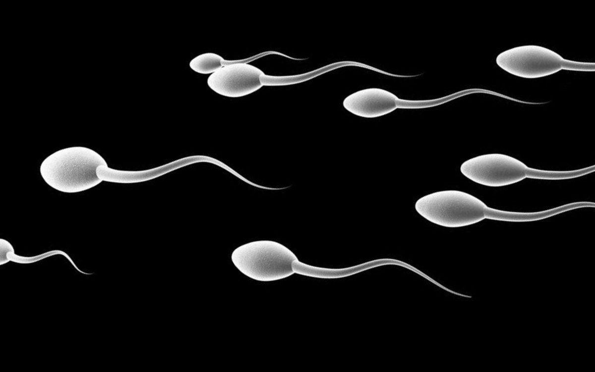 Fazla Fast Food Yiyen Erkeklerin Sperm Sayılarının Daha Az Olduğu Tespit Edildi