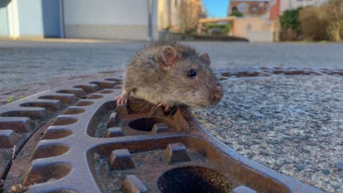 Koronavirüs İçin Önlem Alınan Yerlerde Eskisinden Daha Fazla Fare Görülüyor