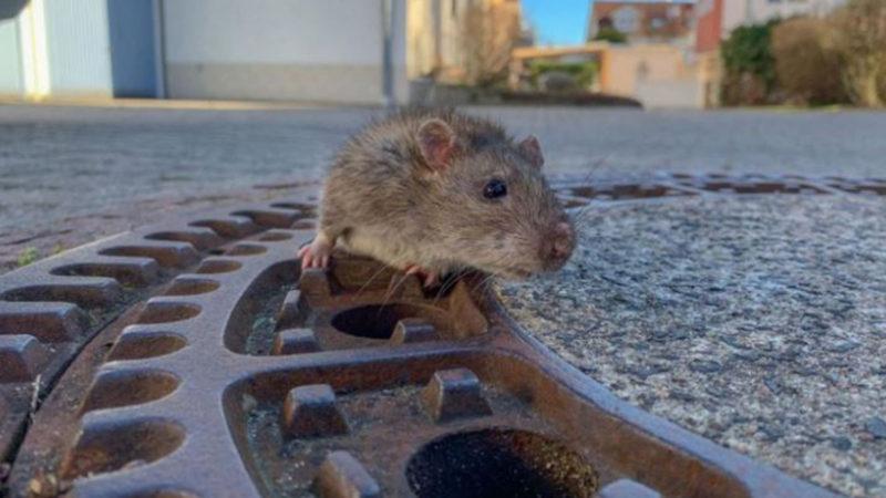 Koronavirüs İçin Önlem Alınan Yerlerde Eskisinden Daha Fazla Fare Görülüyor