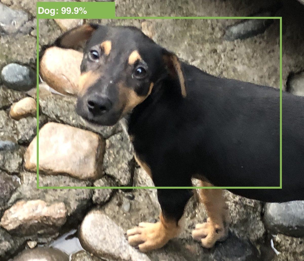 iOS 13’le Birlikte iPhone’lar, Evcil Hayvanları Tanıyabilecek