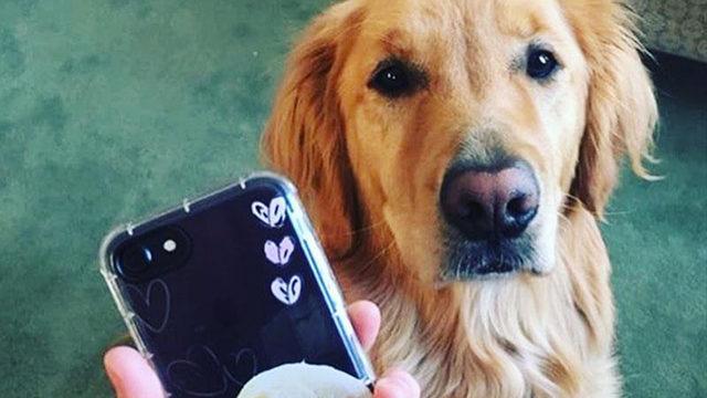 iOS 13’le Birlikte iPhone’lar, Evcil Hayvanları Tanıyabilecek