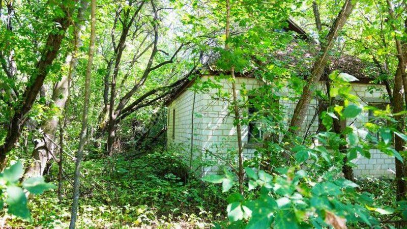 Çernobil’deki Nükleer Felaketten Sonra Bitkiler Neden Ölmedi?